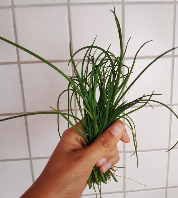 handful chives